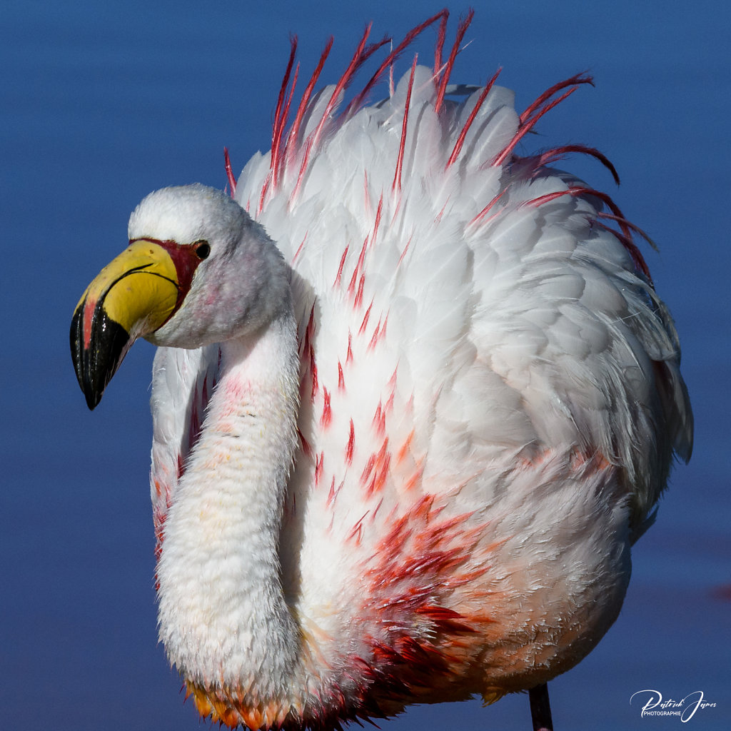 Faune