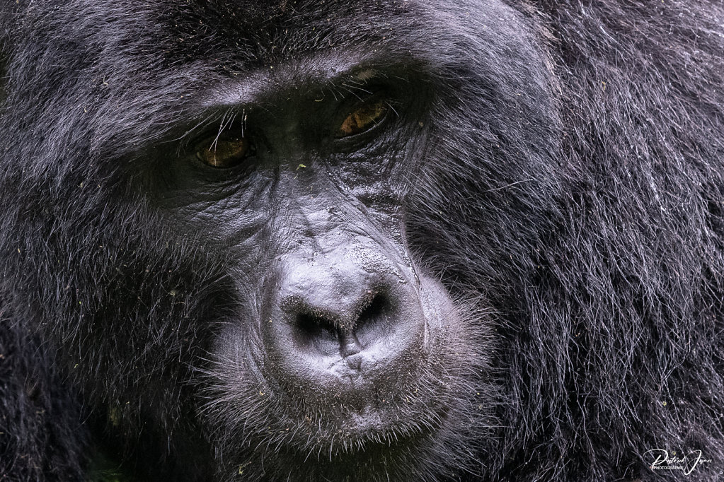 Ouganda (2018)